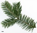 SpeciesSub: var. coahuilensis